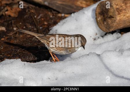 Dunnock in the Snow, Fyvie Castle, Aberdeenshire, Schottland, Großbritannien Stockfoto