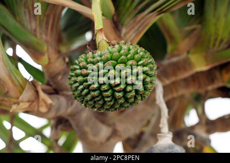 Pandanus utilis Bory – gewöhnlicher Schraubenbaum und Obst, Lanzarote, Spanien. Februar/März 2023. Aktienfoto Vorschau herunterladen in Lighting speichern Stockfoto