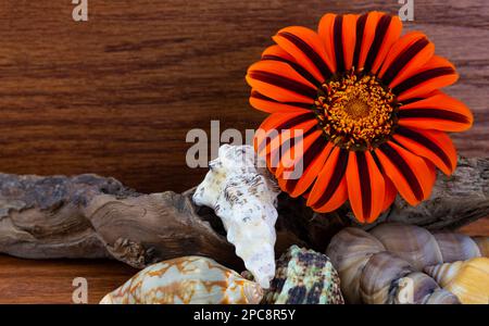 Küsten- und Ozeansymbole vor dem Hintergrund von Holzmaserung im konzeptionellen Bild Stilleben mit Kopierraum Stockfoto