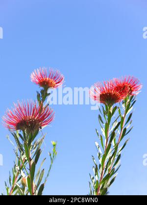 Protea Flowers in Bloom an einem sonnigen Tag Stockfoto