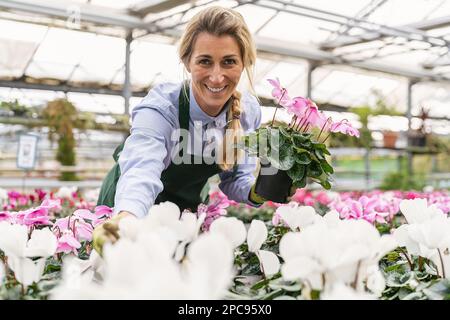 Floristin, die in einem Greenhous- oder Gartencenter mit Blumen arbeitet Stockfoto