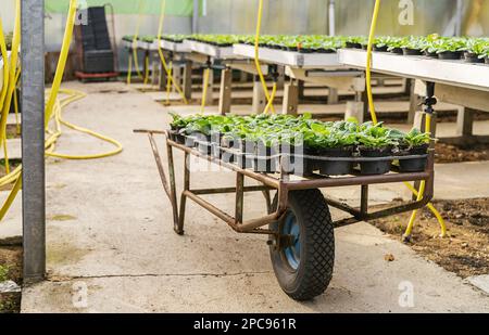 Trolley mit Paletten junger Primrosenblüten im Kinderzimmer oder Gartencenter Stockfoto