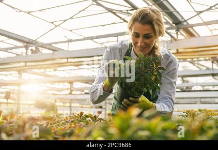 Glückliche Floristin, die sich um Blumen und Pflanzen im Gewächshaus oder Garten kümmert Stockfoto