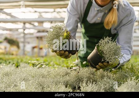 Gärtner mit Blumen zur Transplantation oder für eine Bestellung im Gartencenter Stockfoto