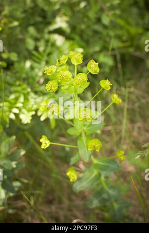 Ascot Rainbow Euphorbia, blühender Sprudel, der im Garten blüht. Euphorbia blüht immergrüne Pflanze in einem Garten. Stockfoto