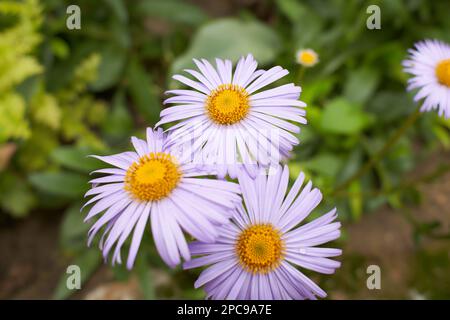 Nahaufnahme von vielen kleinen violetten Blüten und grünen Blättern der Alpine Aster in einem sonnigen Sommergarten, wunderschöner Blumenhintergrund im Freien Stockfoto