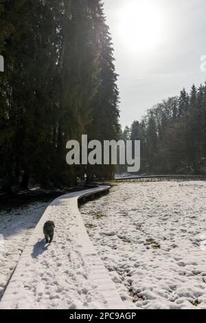 Europa, Luxemburg, Grevenmacher, der Mullerthal Trail (erhöhter Holzabschnitt) in der Nähe von Beaufort Castle im Winter Stockfoto