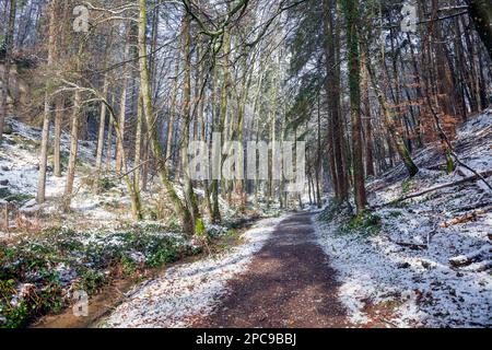 Europa, Luxemburg, Grevenmacher, Beaufort, der Müllerthal-Pfad und der Haupeschbaach (Bach), der im Winter durch die Wälder führt Stockfoto