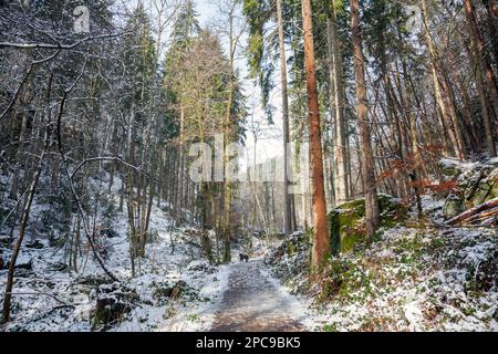 Europa, Luxemburg, Grevenmacher, Beaufort, der Müllerthal Trail, der im Winter durch das Waldland führt Stockfoto