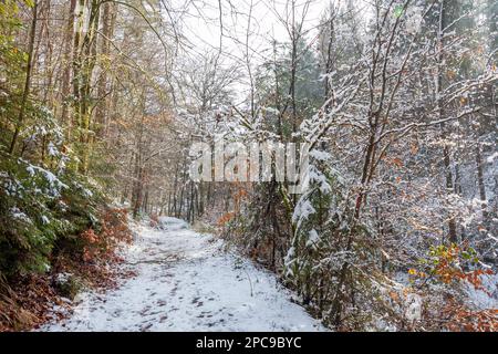 Europa, Luxemburg, Grevenmacher, Beaufort, der Müllerthal Trail, der im Winter durch das Waldland führt Stockfoto