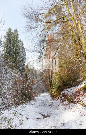 Europa, Luxemburg, Grevenmacher, Beaufort, der Müllerthal Trail, der im Winter durch das Waldland führt Stockfoto