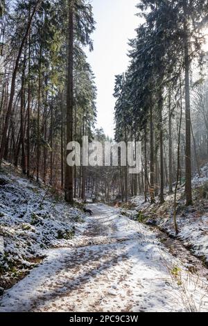Europa, Luxemburg, Grevenmacher, Beaufort, der Müllerthal Trail, der im Winter durch das Waldland führt Stockfoto