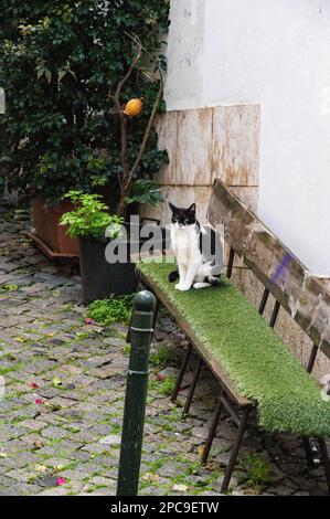 Eine streunende Katze auf einer Bank, an einer weißen Wand. Stockfoto