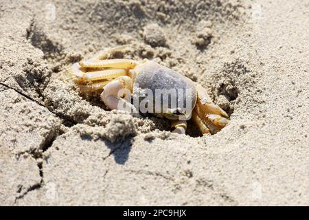 Krabben verstecken sich in einem Loch im Sand. Tierwelt der tropischen Küste Stockfoto