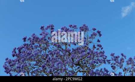 Wunderschöne lila Jacaranda blüht vor dem dunkelblauen Himmel mit Kopierraum Stockfoto