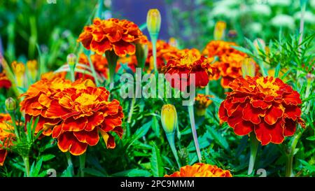 Dekorative Blumen. Tagetes ist eine Gattung einjähriger oder mehrjähriger, meist krautiger Pflanzen der Familie Asteraceae. Stockfoto