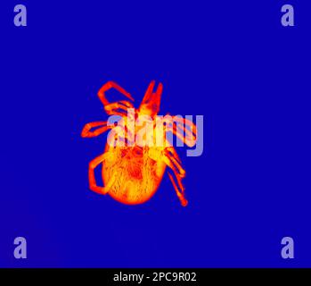 Mite in wissenschaftlicher High-Tech-Wärmebildkamera-Illustration. Schrecklicher Träger gefährlicher Krankheiten. Gefährliche Insekten in Park und Garten. Ultra-Makroökonomie Stockfoto