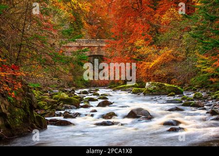 River Findhorn und Logie Bridge im Herbst in der Nähe von Forres, Moray, Schottland, Großbritannien Stockfoto