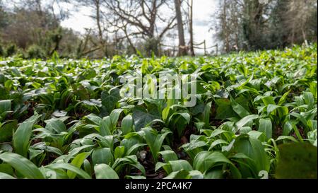 Eine große Fläche wilden Knoblauchs, der im Frühjahr in Großbritannien angebaut wird. Stockfoto