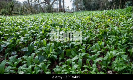 Eine große Fläche wilden Knoblauchs, der im Frühjahr in Großbritannien angebaut wird. Stockfoto