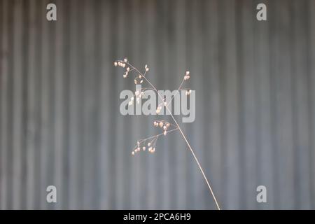 Einfache Klinge aus getrocknetem Gras auf gestreiftem grauem gewelltem Hintergrund Stockfoto