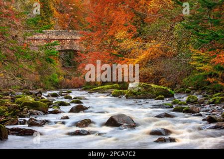 River Findhorn und Logie Bridge im Herbst in der Nähe von Forres, Moray, Schottland, Großbritannien Stockfoto