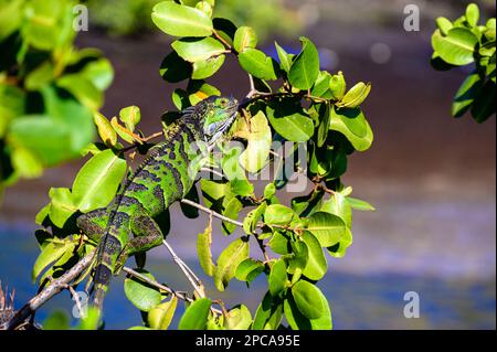 Grüner Leguan in einem Busch auf der karibischen Insel St. Martin Stockfoto