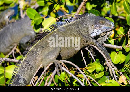 Grüne Leguane in einem Busch auf der karibischen Insel St. Martin Stockfoto