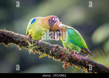 Intimer Grooming-Moment zwischen einem Paar brauner Papageien (Pyrilia haematotis) in Costa Rica Stockfoto