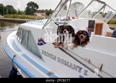 cocker und zwei King-charles-Spaniels auf dem Boot Stockfoto