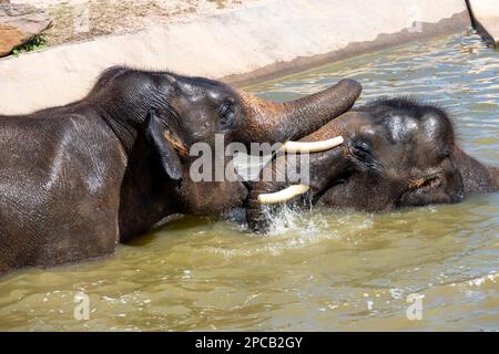 11. März 2023, Sydney, New South Wales, Australien: Ein Paar asiatische Elefanten (Elephas maximus), die ein Bad im Zoo von Sydney, Sydney, New South Wales, Australien genießen. Der asiatische Elefant ist das größte Landsäugetier auf dem asiatischen Kontinent. Sie leben in trockenen bis nassen Wald- und Grünlandlebensräumen in 13 Ackerländern in Süd- und Südostasien. Der asiatische Elefant wird von der IUCN als vom Aussterben bedroht eingestuft. Es gibt zwischen 36.000 und 52.000 wilde asiatische Elefanten, und etwa 16.000 asiatische Elefanten werden in 11 asiatischen Ländern in Gefangenschaft gehalten. In Asien hatten Menschen enge Verbindungen zu Stockfoto