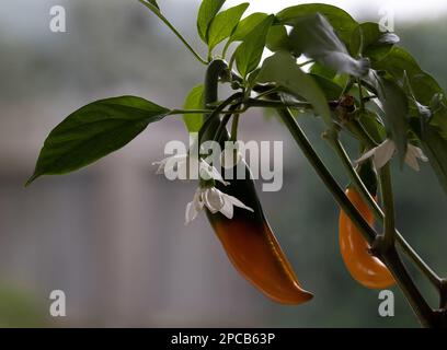 Chilipflanze mit Obst und Blumen Stockfoto