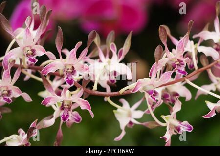 Orchideenshow im Cleveland Botanical Garden im März 2023 Stockfoto