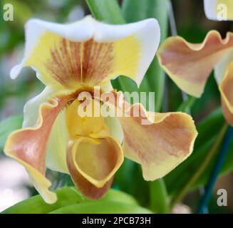 Orchideenshow im Cleveland Botanical Garden im März 2023 Stockfoto