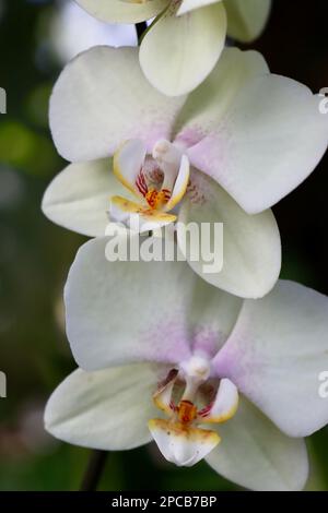 Orchideenshow im Cleveland Botanical Garden im März 2023 Stockfoto