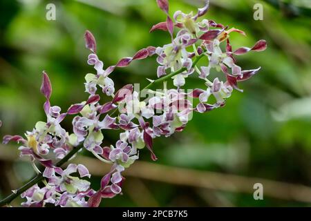 Orchideenshow im Cleveland Botanical Garden im März 2023 Stockfoto