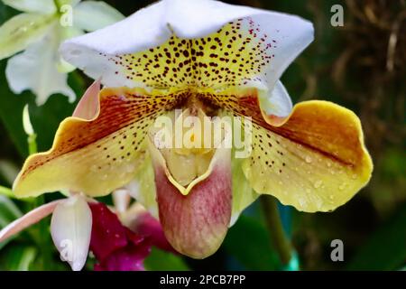 Orchideenshow im Cleveland Botanical Garden im März 2023 Stockfoto