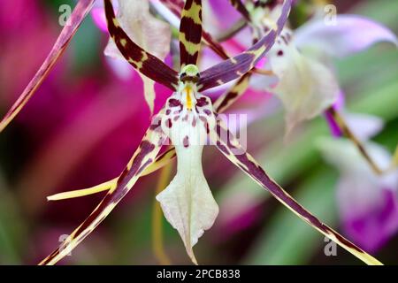 Orchideenshow im Cleveland Botanical Garden im März 2023 Stockfoto