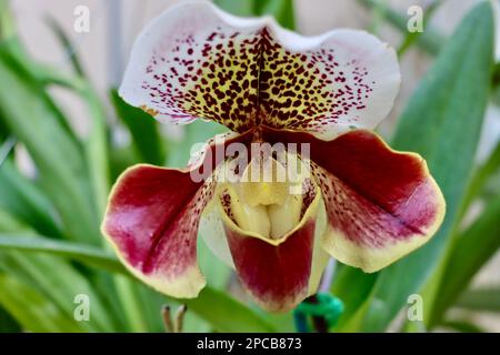 Orchideenshow im Cleveland Botanical Garden im März 2023 Stockfoto