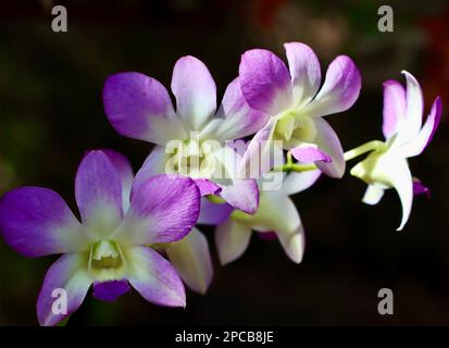 Orchideenshow im Cleveland Botanical Garden im März 2023 Stockfoto