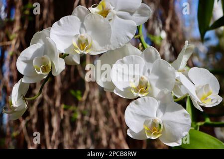 Orchideenshow im Cleveland Botanical Garden im März 2023 Stockfoto