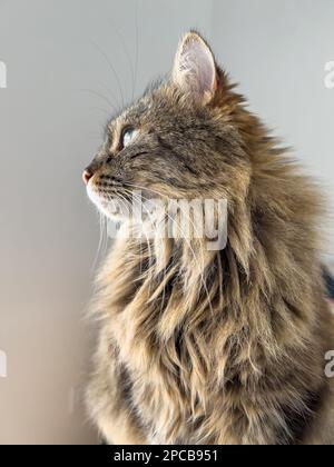 Ein bezauberndes Profil einer wunderschönen sibirischen Katze Stockfoto