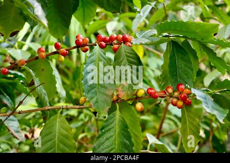 Kaffee, Coffea Arabica-Werk in Eleanor Armstrong Smith Glashäusern im Cleveland Botanical Garden Stockfoto