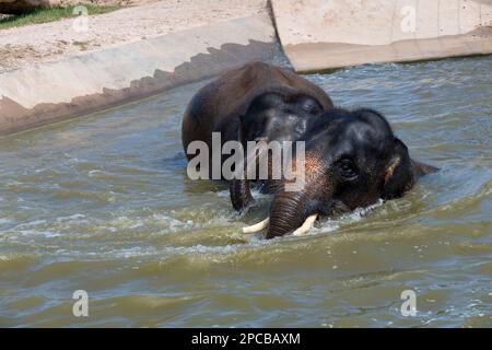 11. März 2023, Sydney, New South Wales, Australien: Ein Paar asiatische Elefanten (Elephas maximus), die ein Bad im Zoo von Sydney, Sydney, New South Wales, Australien genießen. Der asiatische Elefant ist das größte Landsäugetier auf dem asiatischen Kontinent. Sie leben in trockenen bis nassen Wald- und Grünlandlebensräumen in 13 Ackerländern in Süd- und Südostasien. Der asiatische Elefant wird von der IUCN als vom Aussterben bedroht eingestuft. Es gibt zwischen 36.000 und 52.000 wilde asiatische Elefanten, und etwa 16.000 asiatische Elefanten werden in 11 asiatischen Ländern in Gefangenschaft gehalten. In Asien hatten Menschen enge Verbindungen zu Stockfoto