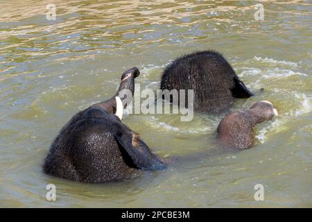 11. März 2023, Sydney, New South Wales, Australien: Ein Paar asiatische Elefanten (Elephas maximus), die ein Bad im Zoo von Sydney, Sydney, New South Wales, Australien genießen. Der asiatische Elefant ist das größte Landsäugetier auf dem asiatischen Kontinent. Sie leben in trockenen bis nassen Wald- und Grünlandlebensräumen in 13 Ackerländern in Süd- und Südostasien. Der asiatische Elefant wird von der IUCN als vom Aussterben bedroht eingestuft. Es gibt zwischen 36.000 und 52.000 wilde asiatische Elefanten, und etwa 16.000 asiatische Elefanten werden in 11 asiatischen Ländern in Gefangenschaft gehalten. In Asien hatten Menschen enge Verbindungen zu Stockfoto