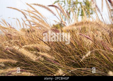 Brunnengras Auf Dem Hintergrund Des Himmels. Trockenes Pampasgras. Wild Grass Flowers Field Blow In The Wind. Stockfoto