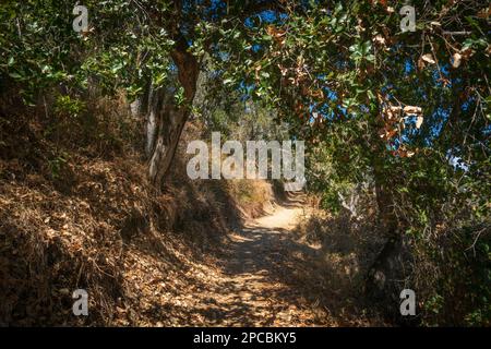 Ein schmaler Feldweg windet sich zwischen trockenem Laub und tief hängenden Eichenästen im gesprenkelten Licht des Garland Ranch Regional Park in Kalifornien. Stockfoto