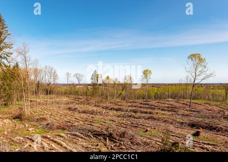 Panorama der Holzfällstelle Stockfoto