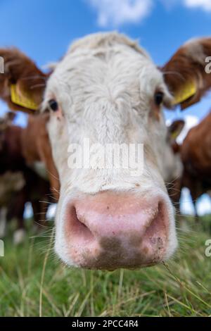 Nahaufnahme einer neugierigen Hereford-Kuh, wie sie schnüffelt. Cumbria, Großbritannien Stockfoto