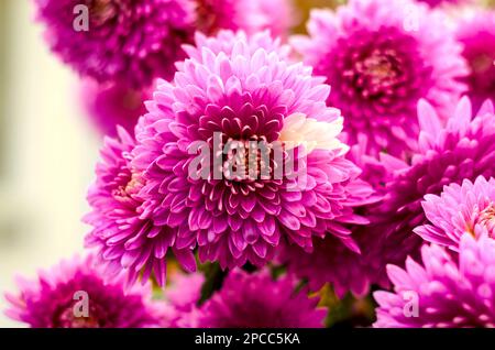 Wunderschöne pinkfarbene Astern im Herbst, november Stockfoto